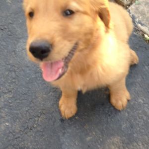 Meet your Posher, Baxter